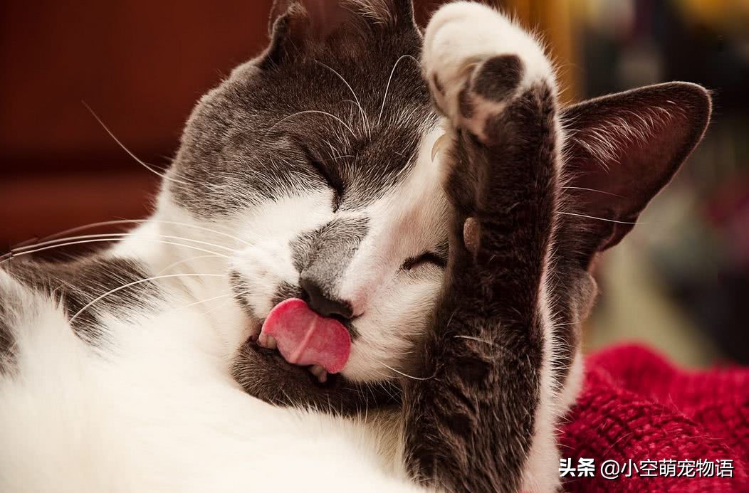 家里有很多猫还想养流浪猫,家里很多猫又有狗怎么办