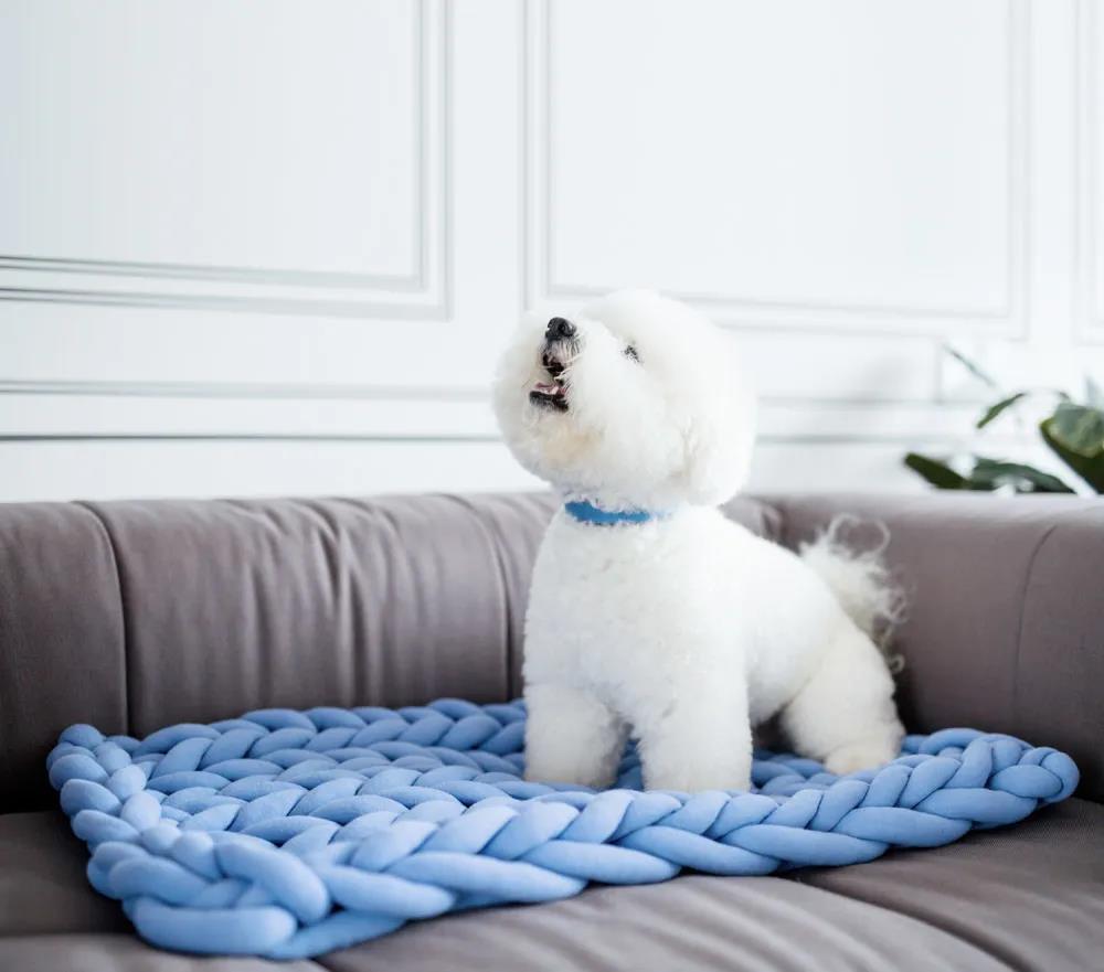 未来5年宠物智能产品,宠物产品logo设计