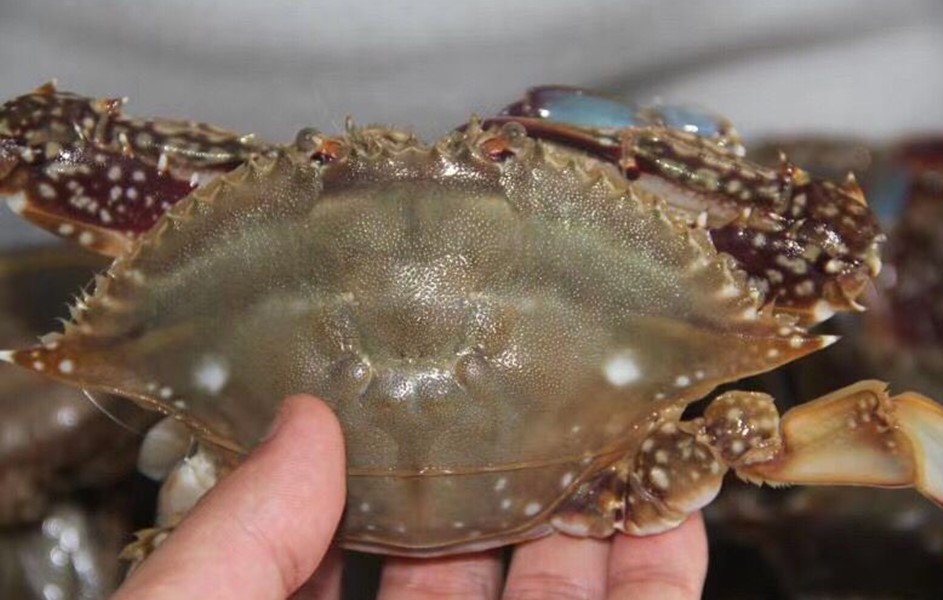 挑选梭子蟹的绝招小妙招,怎么挑梭子蟹新鲜