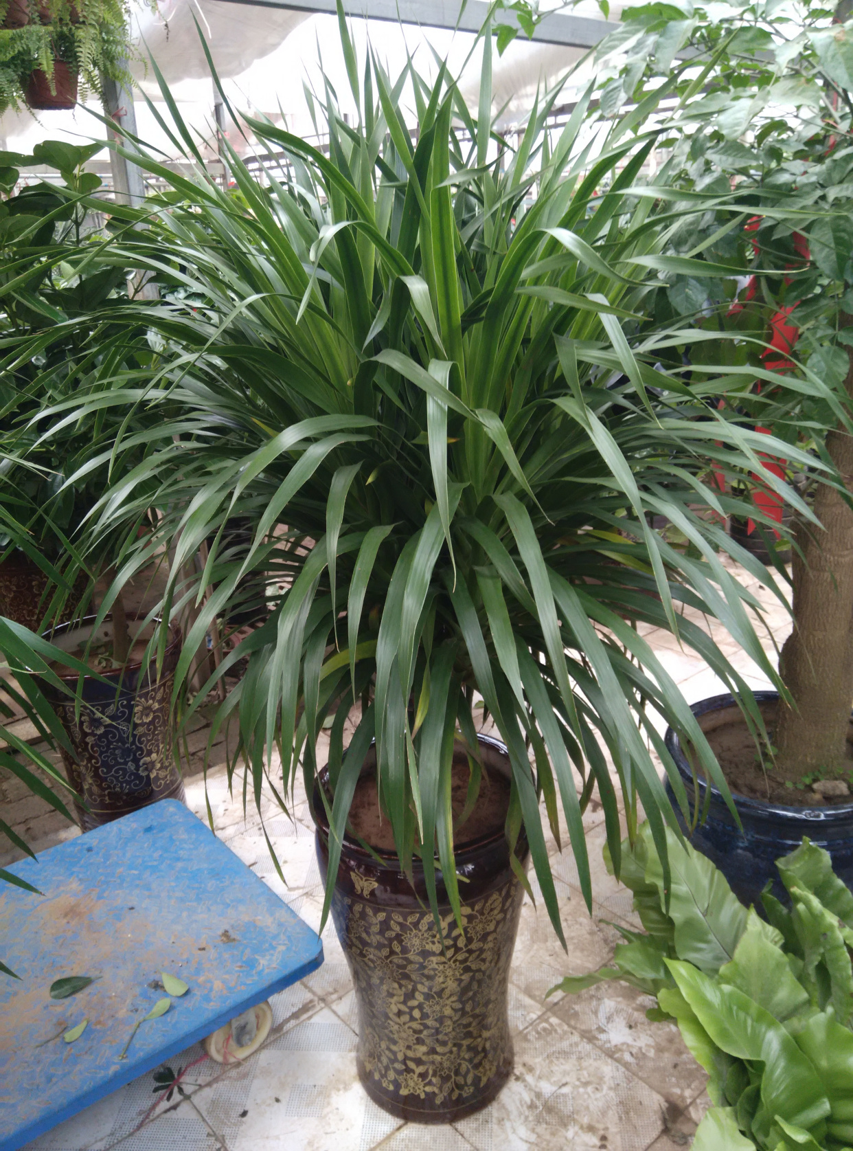 人养花花,人养花花养人哪些花养人