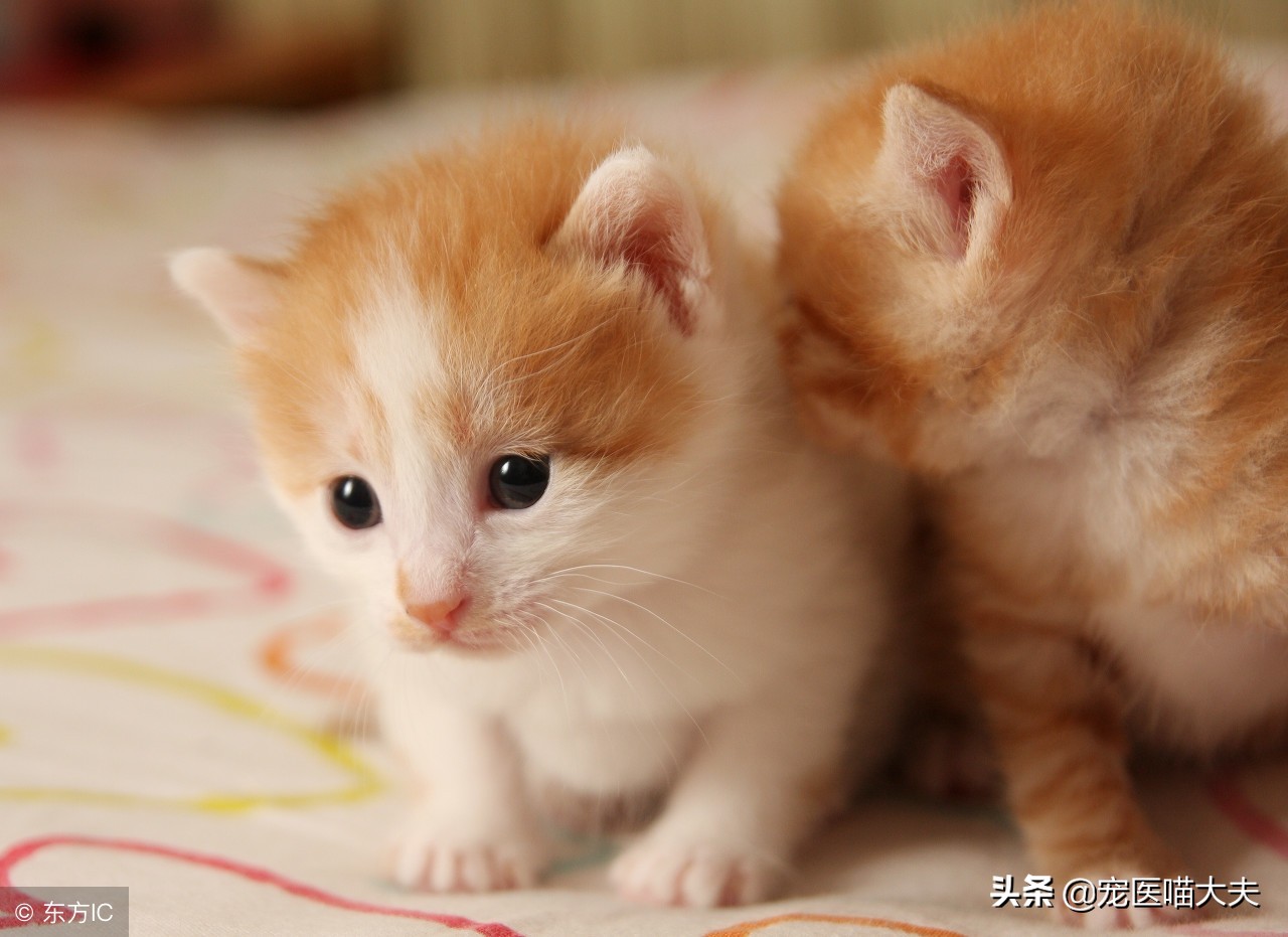 猫咪喜欢叫喵呜怎么办,猫咪一直喵喵的叫是什么原因