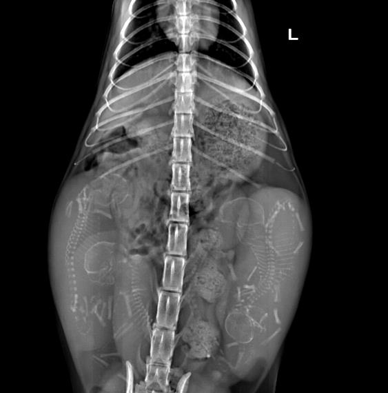 猫咪生宝宝难产,猫咪难产死亡