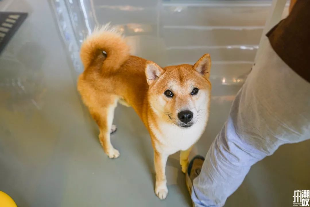 新潮展览+撸狗，广州这家新开的汪星人主题店萌爆了