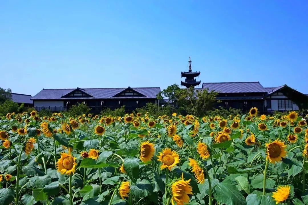 世界最美赏樱地,武汉是全球公认的三大赏樱胜地