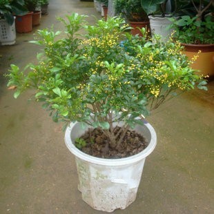 米兰花怎样养才能使它花更香些,米兰花怎样养才能开得更茂盛