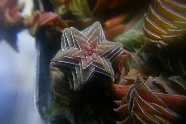 茜之塔如何养得肥大,茜之塔好养不