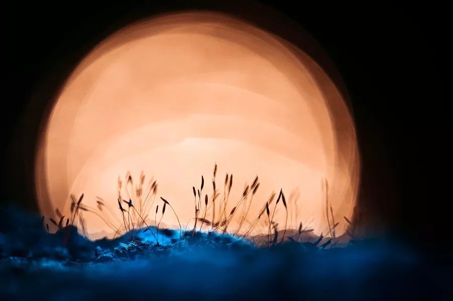 绝美花朵摄影佳作,波兰花朵摄影作品欣赏