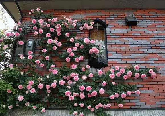 封闭阳台爬藤月季如何牵引,爬藤月季怎么牵引花墙才能开爆花