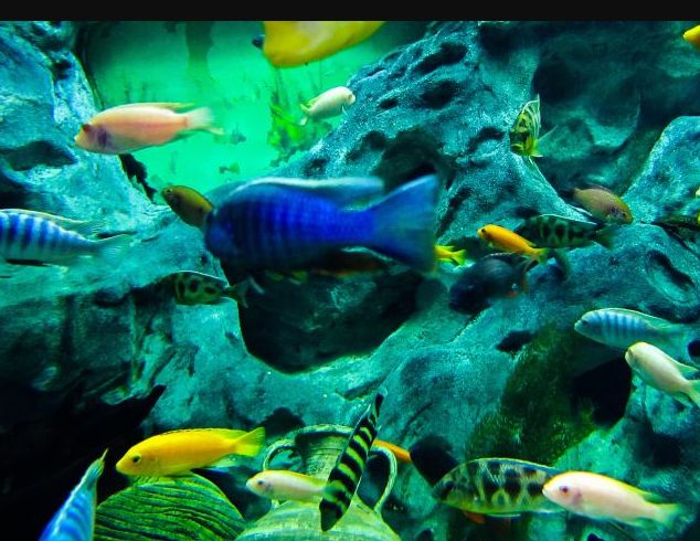 常州金鹰海洋世界门票,常州海洋金鹰海洋世界