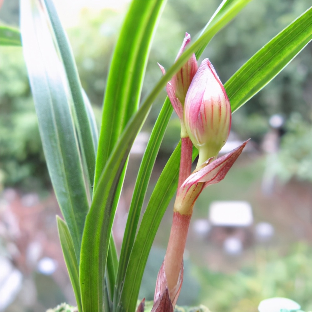 春兰荷瓣艺草名品欣赏,春兰荷瓣名品兰花价格