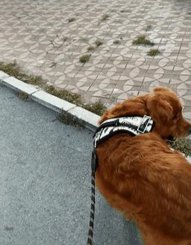 刚从水果店结完账，发现金毛嘴肿得老大，扒开一看：你也太会了吧