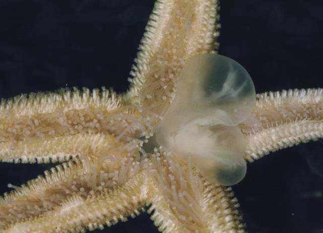 娴锋槦鍚愬嚭鑷繁鐨勮儍,娴锋槦鑷繁鍚愬嚭鑷繁鐨勮儍