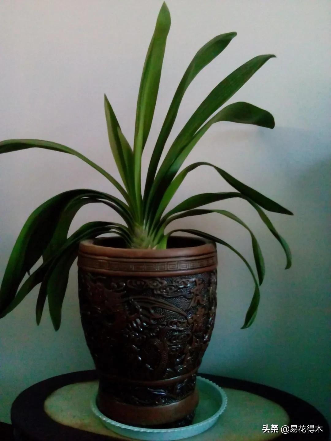 盆栽枯萎什么原因,家里的盆栽总是蔫