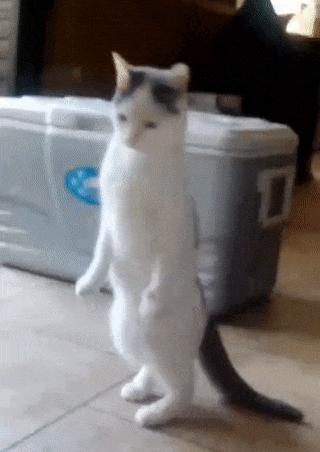 猫和老虎能杂交生育吗,猫和老虎可以生育吗