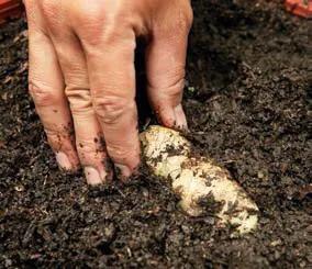 为什么生姜会长白毛,为什么生姜长了很多毛