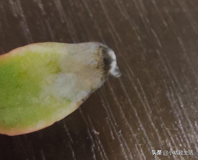 多肉植物化水,多肉植物化水是什么意思