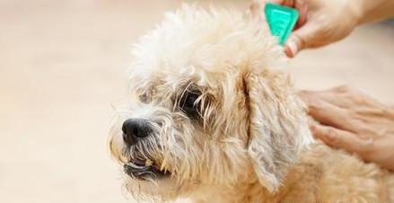 医生帮狗狗挤寄生虫,狗狗有寄生虫用什么药