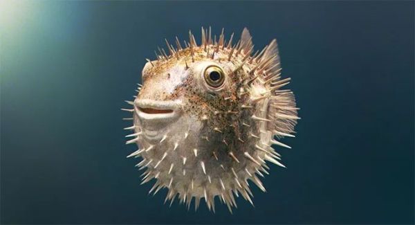 萌萌的动物名字,萌萌哒的植物角名称