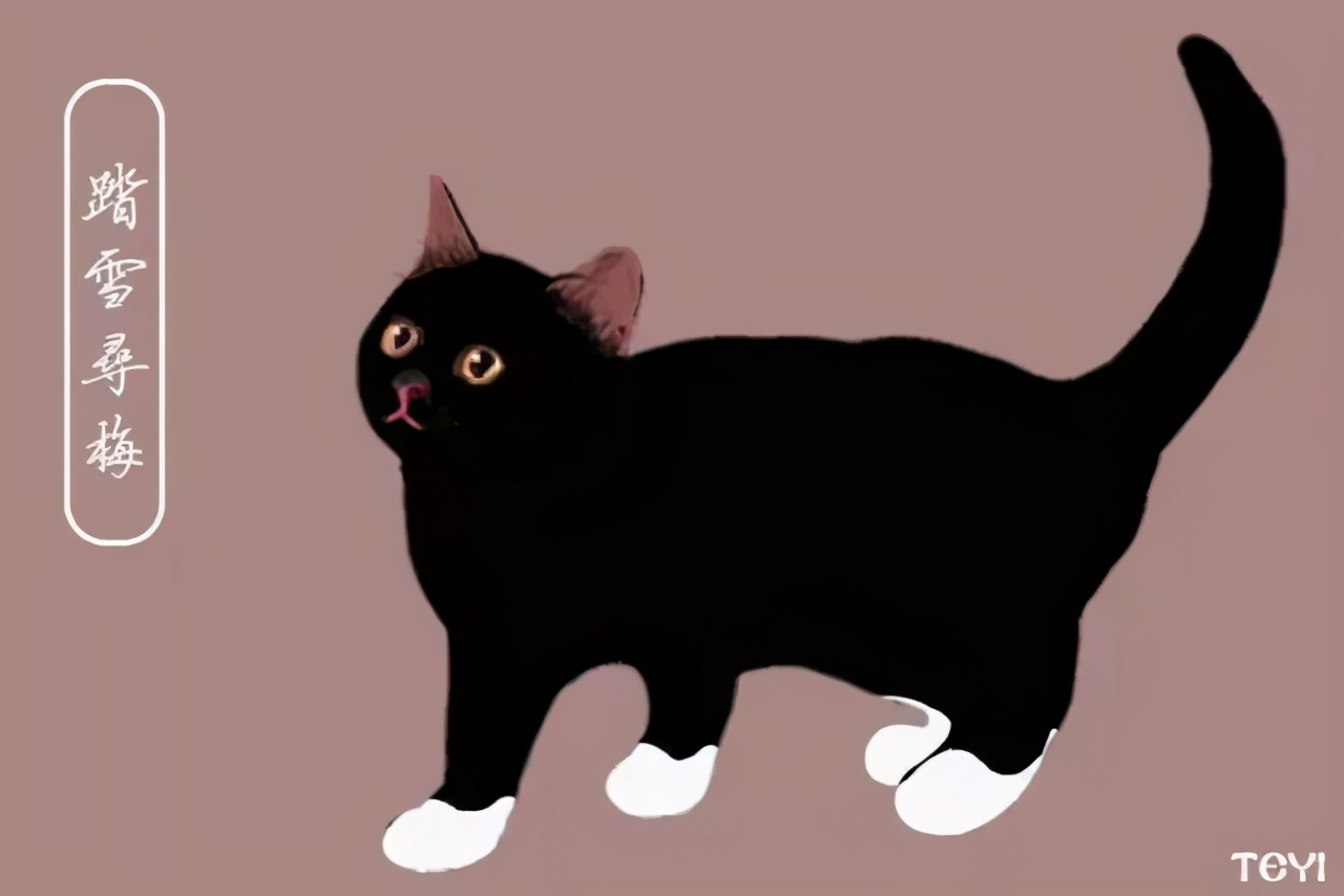 中华田园猫的品种介绍和图片大全,常见中华田园猫品种名称