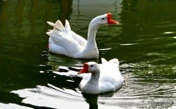 小学生必背的100首古诗词,小学生一年级古诗词必背75首全集