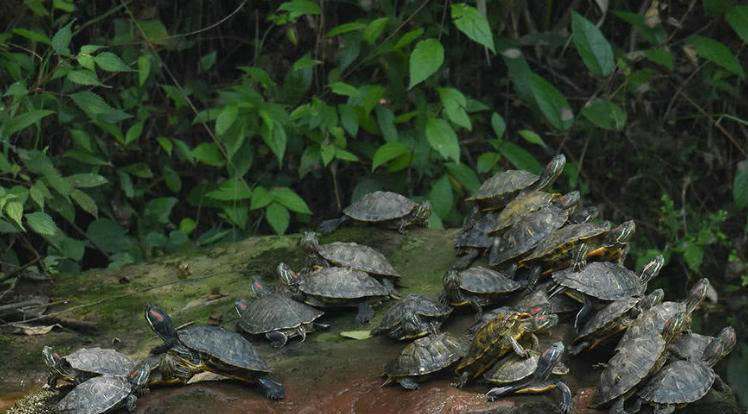 上海哪里放生乌龟最好,上海放生乌龟最好的地方