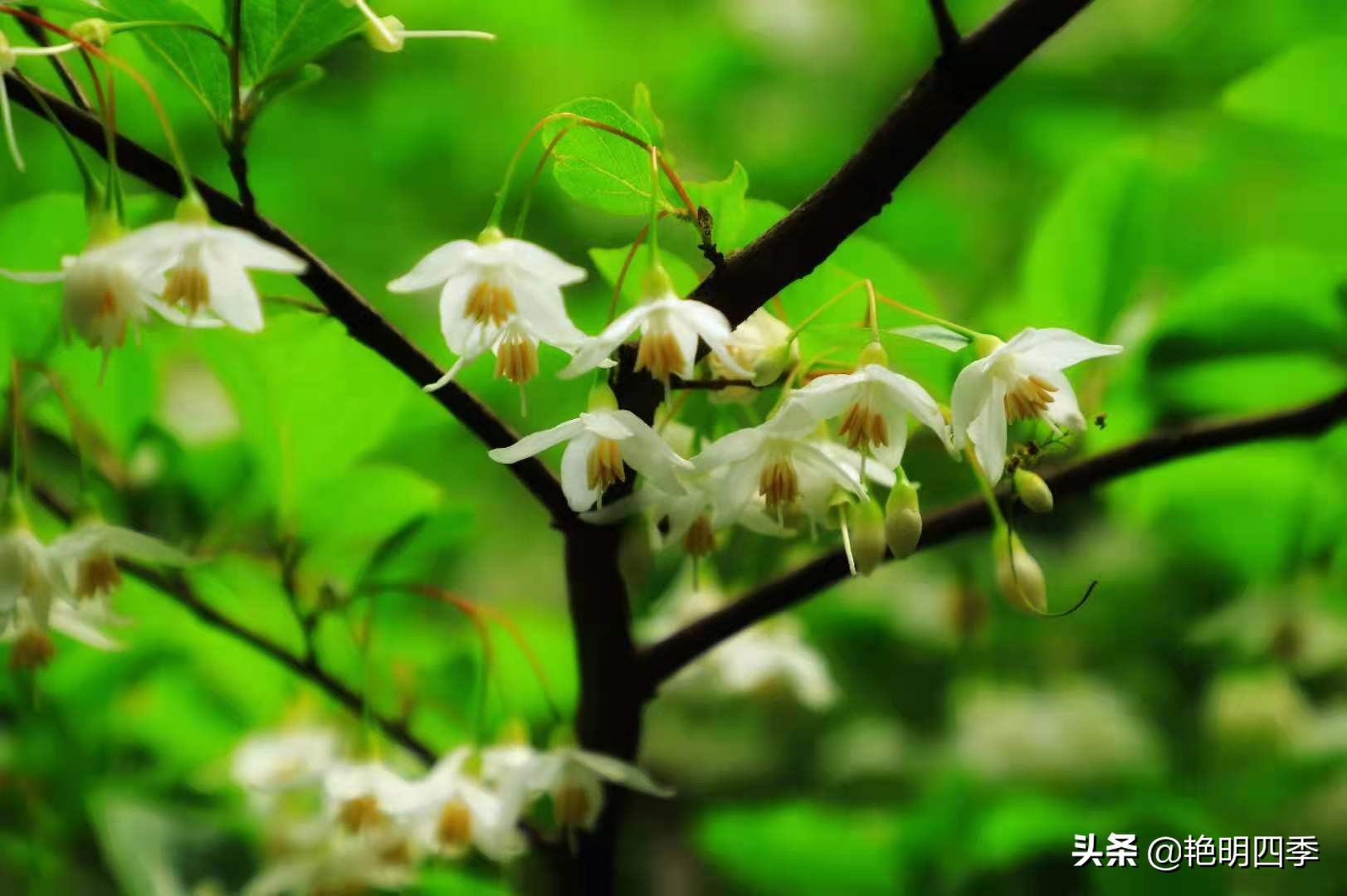 河南平顶山画眉谷——画眉声声谷愈静,流水淙淙山更幽