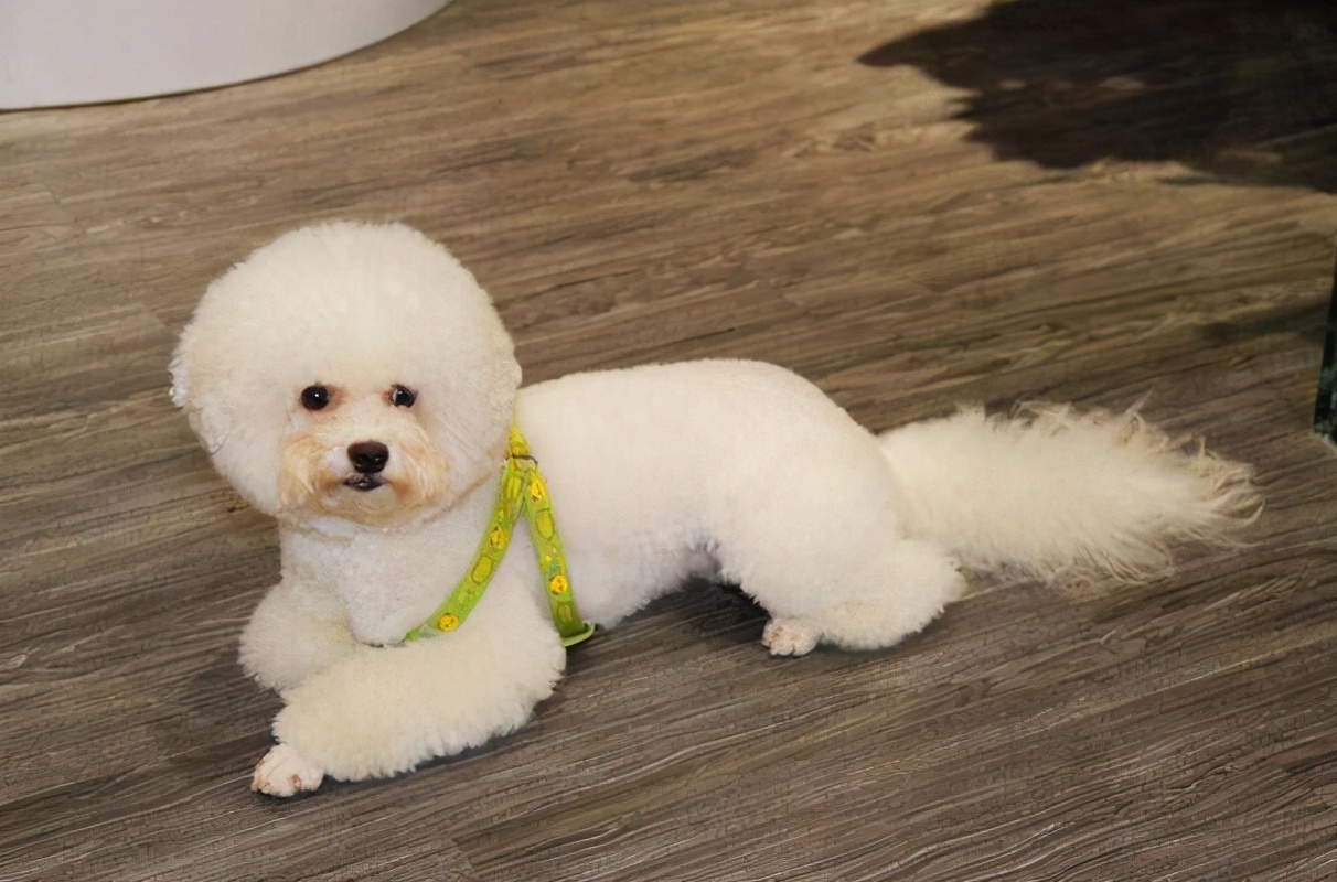 比熊泪痕严重四大办法轻松消除,比熊吃什么狗粮缓解泪痕