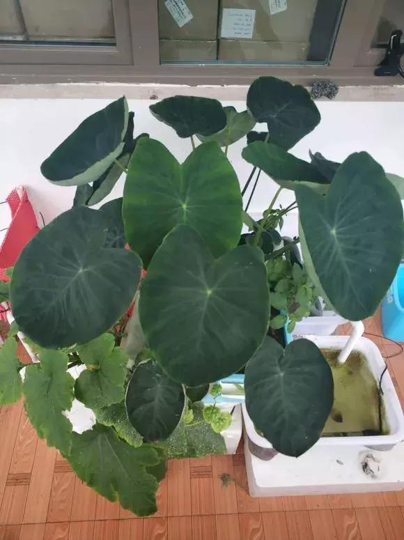 这6种菜根不要丢,哪4种菜根不能丢在家盆栽