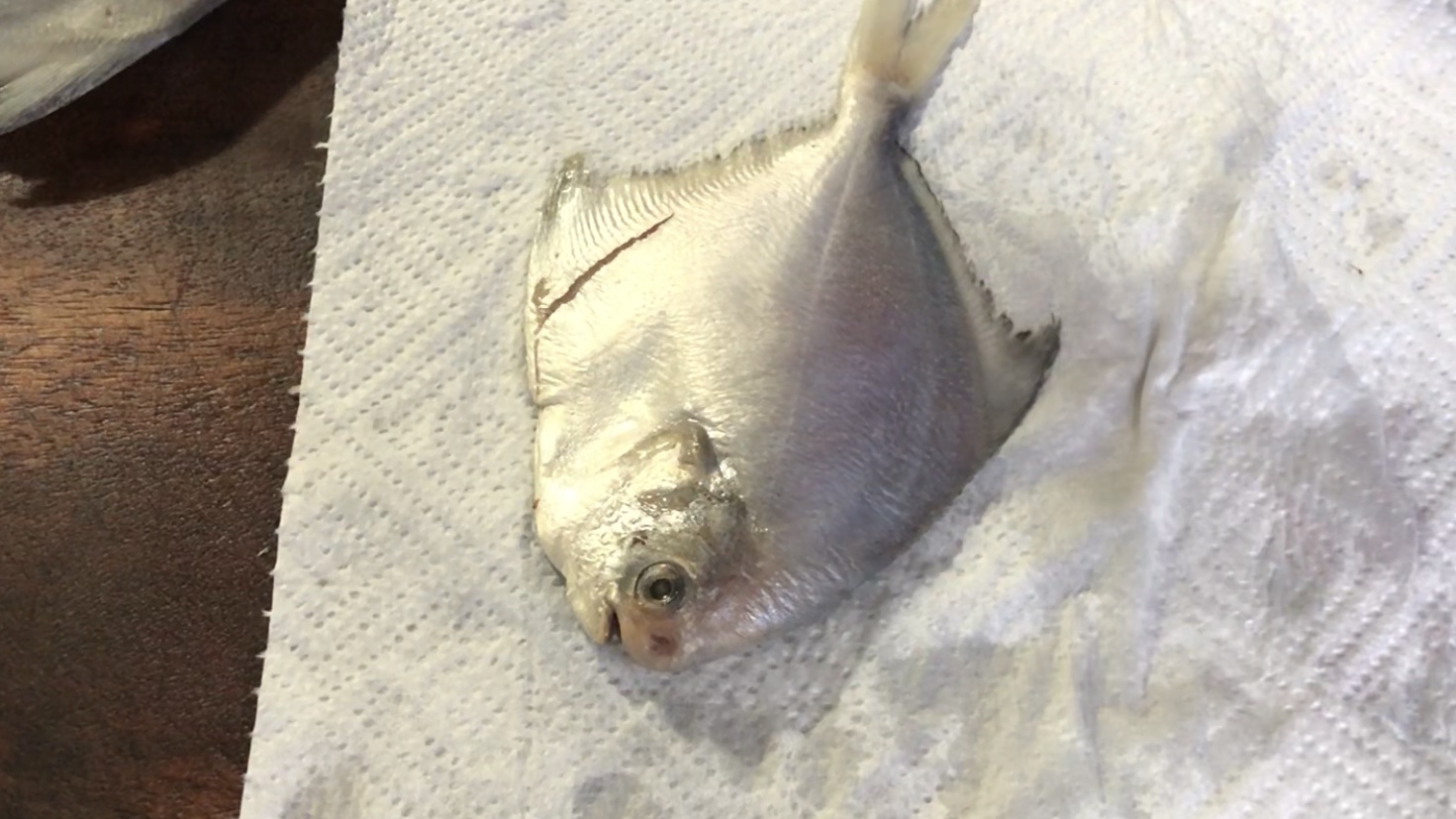 豆豉蒸小白鲳鱼正宗做法,鲳鱼这么烧绝对够味简单又快捷