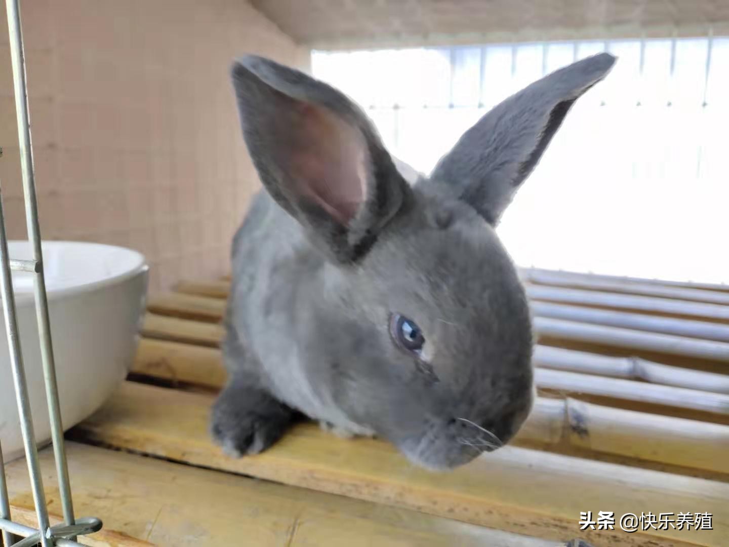 养兔的100个技巧,养兔必备技巧视频教程大全