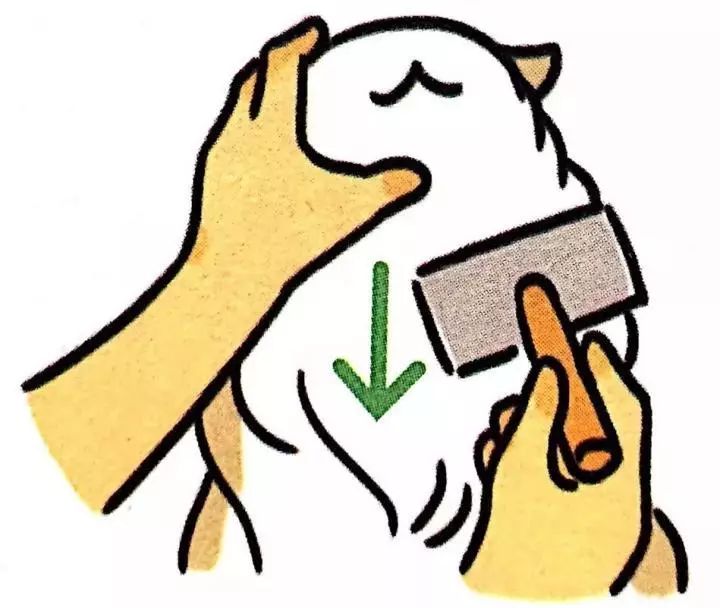 给猫主子梳毛,给猫猫梳毛用什么最好
