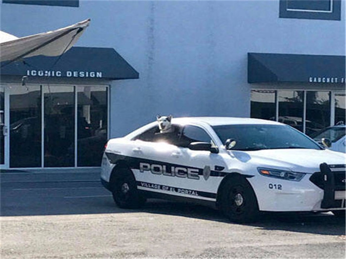 二哈当上警犬的视频,秃顶二哈真实经历