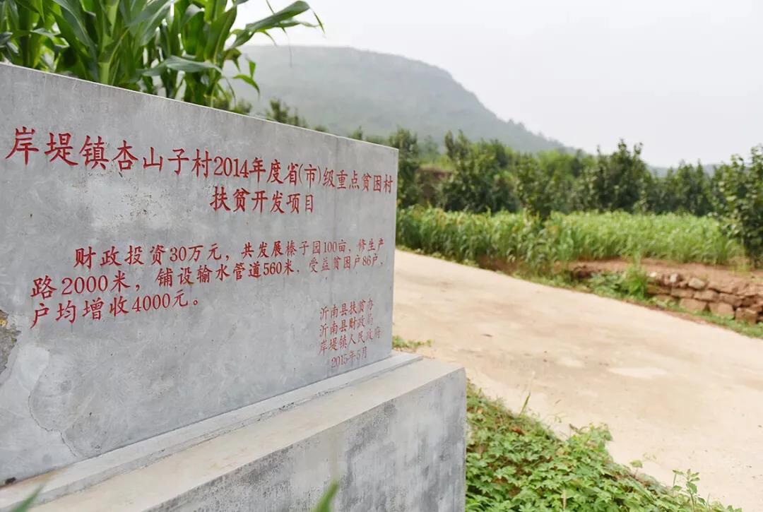 榛子东北榛子树,大榛子致富果