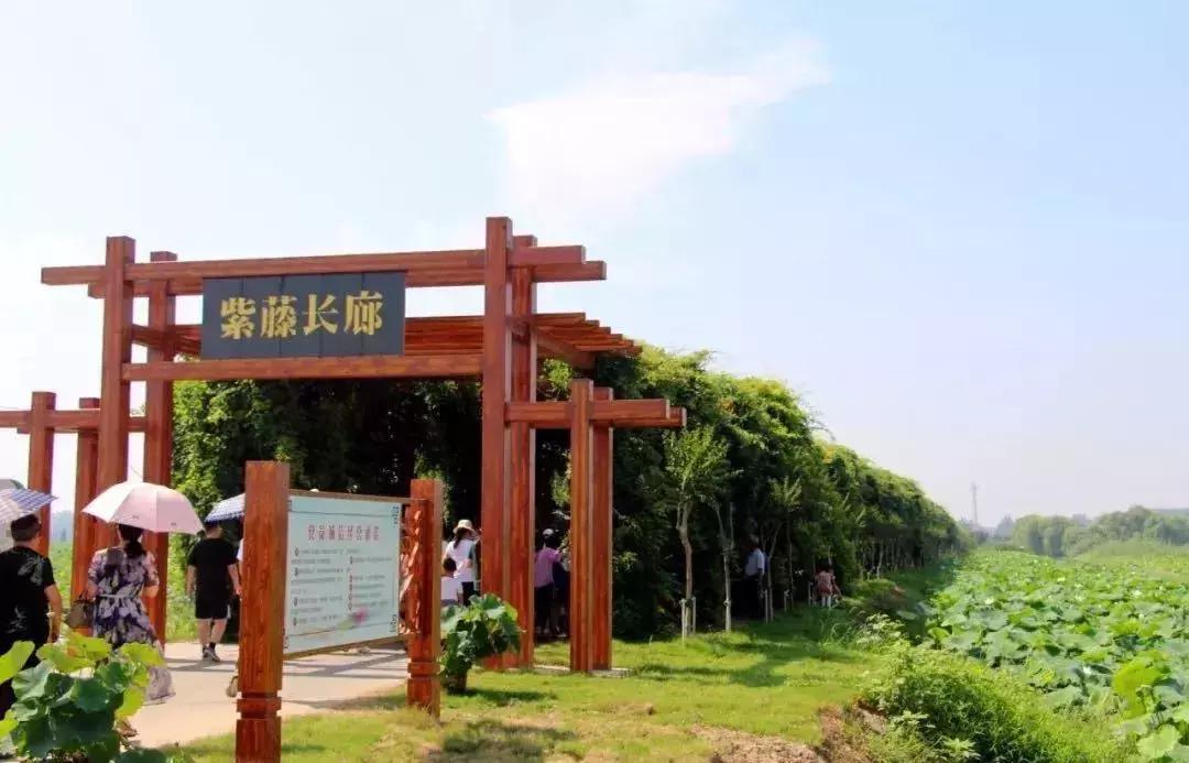 金湖荷花荡图片,金湖荷花荡介绍