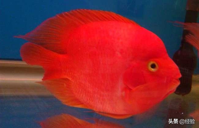 鹦鹉鱼吃什么食物最好,红鹦鹉鱼吃什么
