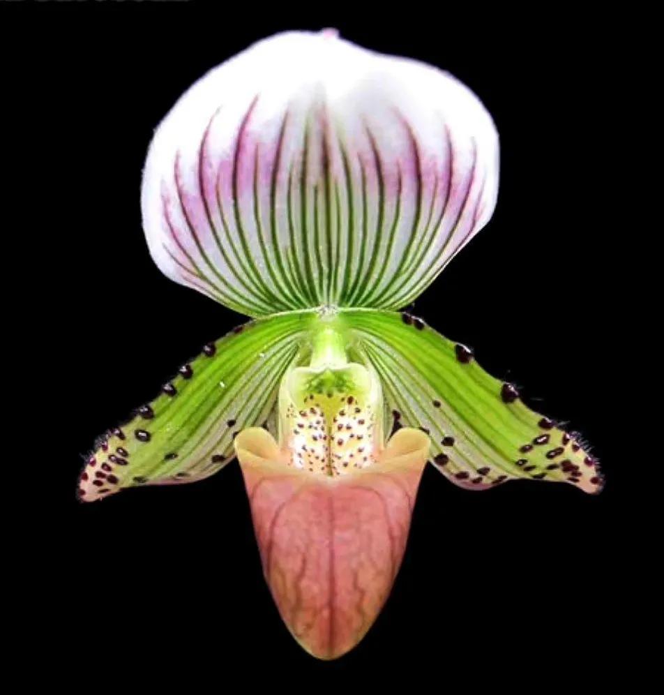 兰花高洁的古诗,高洁典雅的兰花壁纸