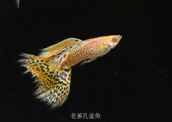 知道水霉病是怎么发生的吗？怎么治疗吗？