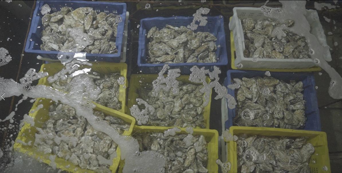 乳山生蚝怎么吃最好,乳山生蚝舌尖上的美食