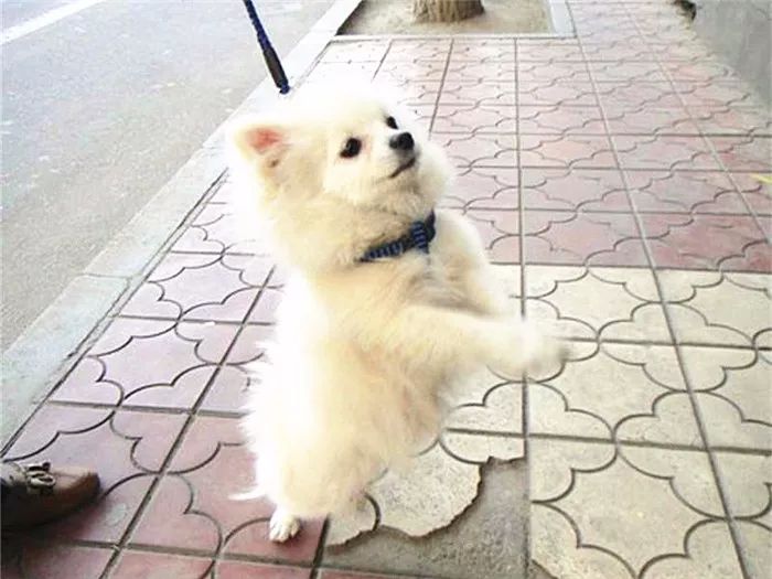 狗狗直立行走影响狗狗健康,狗狗长时间站立行走会不会受伤