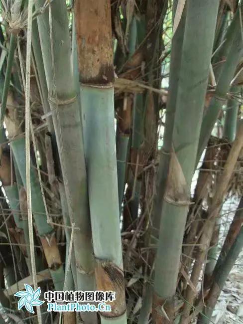 竹子开花，百年难遇的奇闻怪事，生命的最后绽放