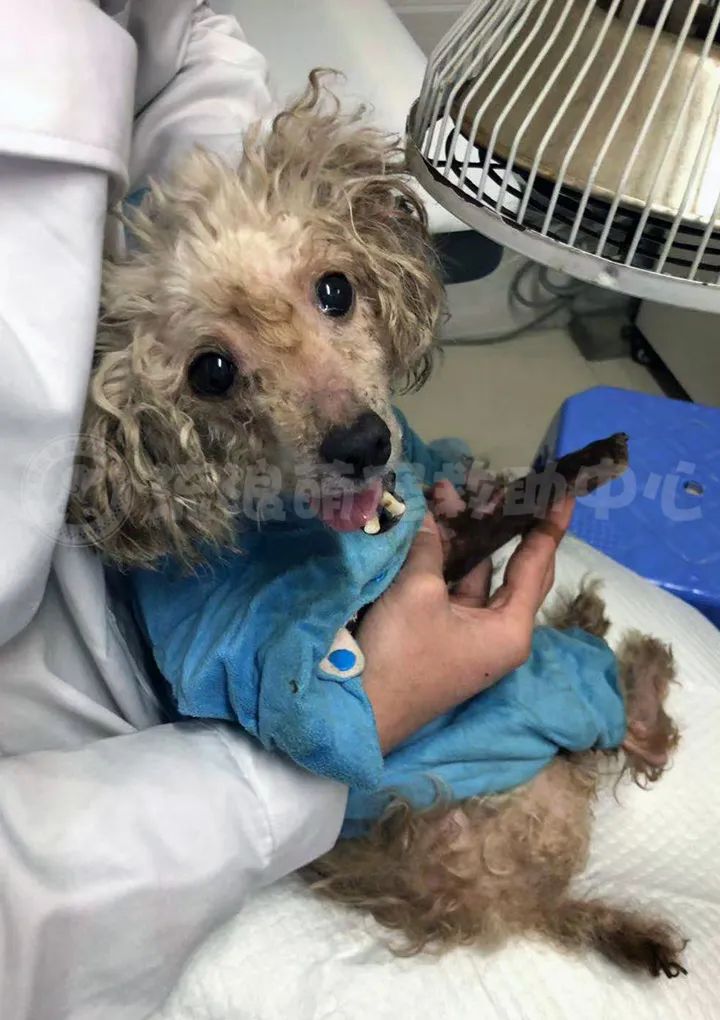 比格犬受害者拆家,比格犬丢失新主人要善待它