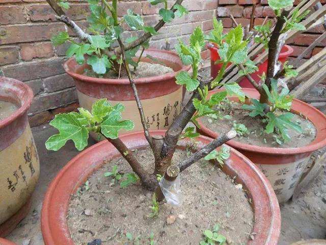 无花果树种植方法全过程,种植无花果的树有几种
