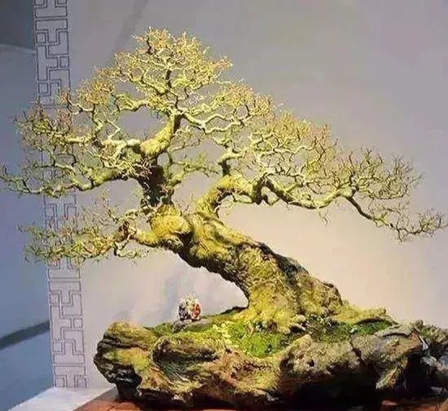 古朴自然盆景欣赏,造型极美的盆景一起来欣赏