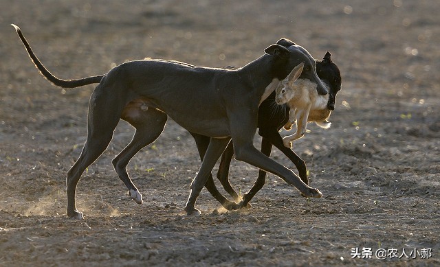 种植大豆怎么防止兔子偷吃,野兔吃种的黄豆怎么办