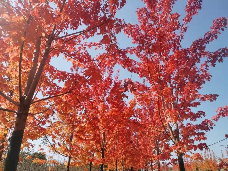 湖南橘子洲头旅游攻略,国庆长沙市橘子洲旅游攻略