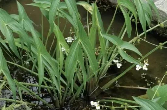 地里的野菜不认识拍照片怎么查,农田常见100种杂草图谱名称