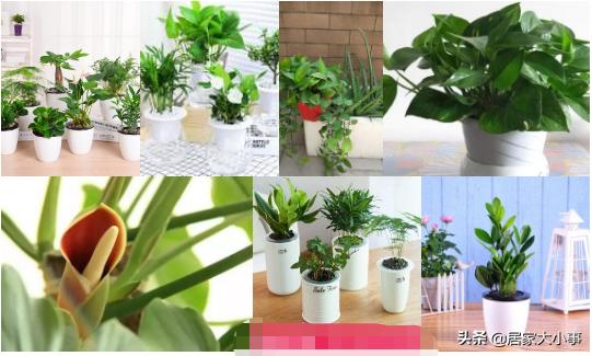 新家味大怎么办,新家具味道特别大怎么办