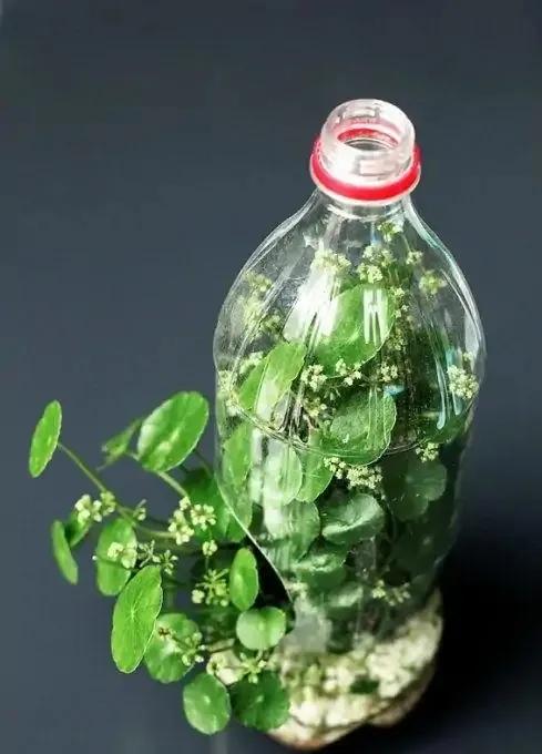 过期的饮料瓶子可以养花吗,用过的饮料瓶子怎么种花