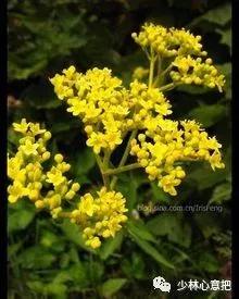 动物中药功效大全,中药药材大全及功效