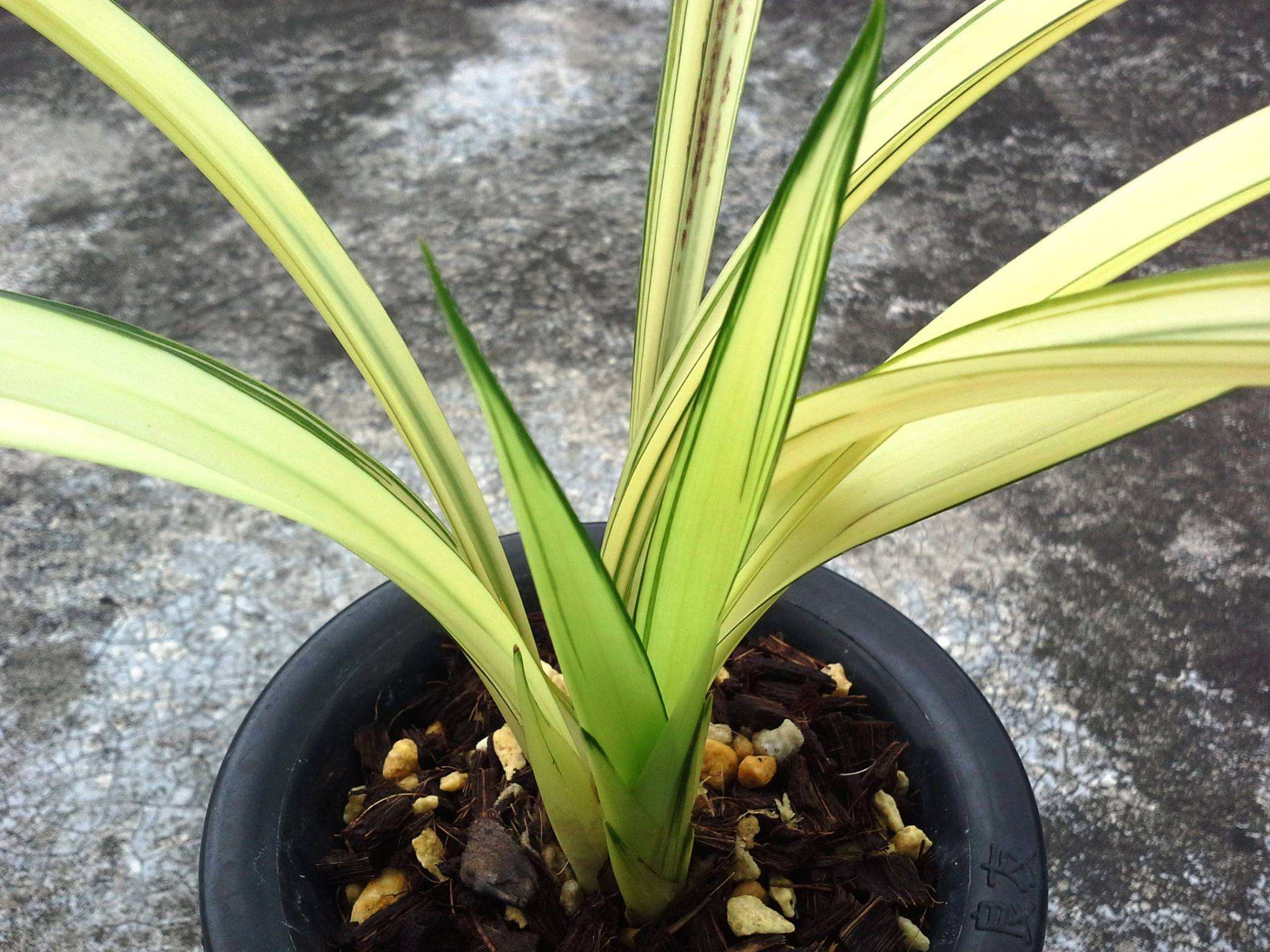 十大天价兰花价格,天价兰花品种及价格